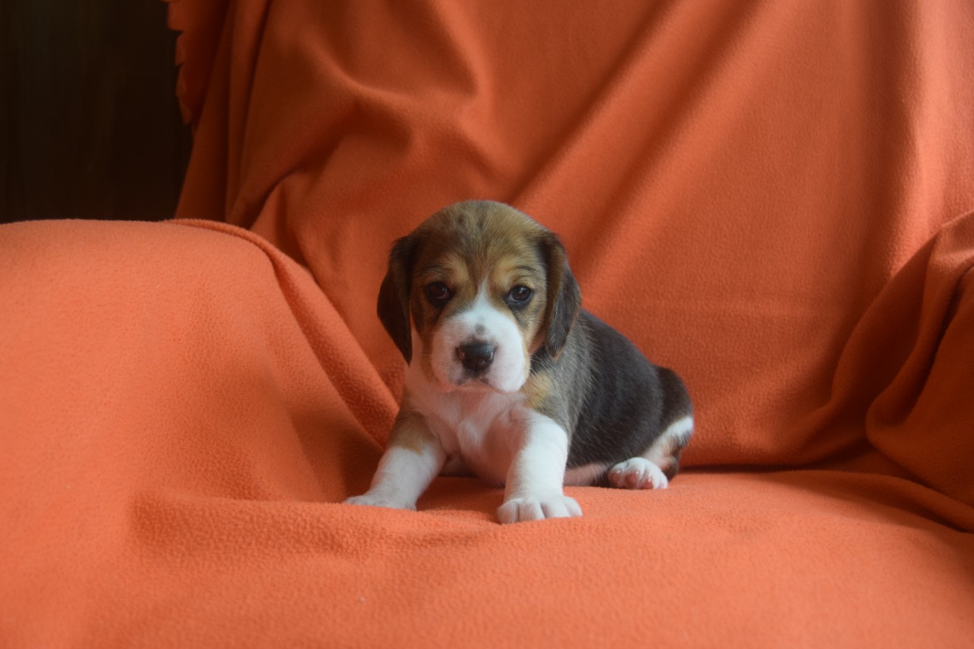 Bcbg Belle Carrure Belle Gueule - Chiots disponibles - Beagle