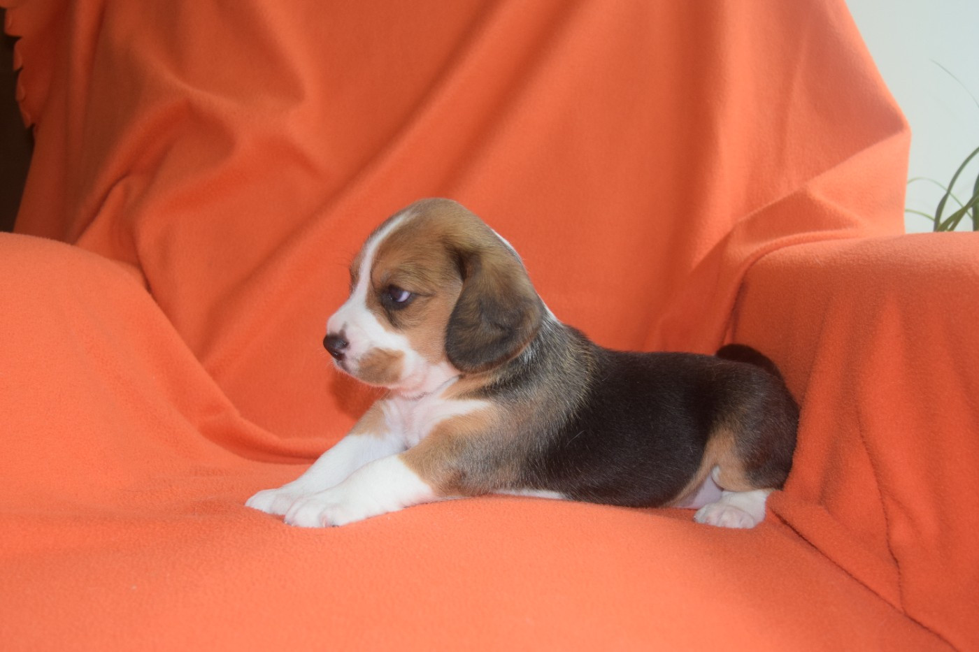 Bcbg Belle Carrure Belle Gueule - Chiots disponibles - Beagle
