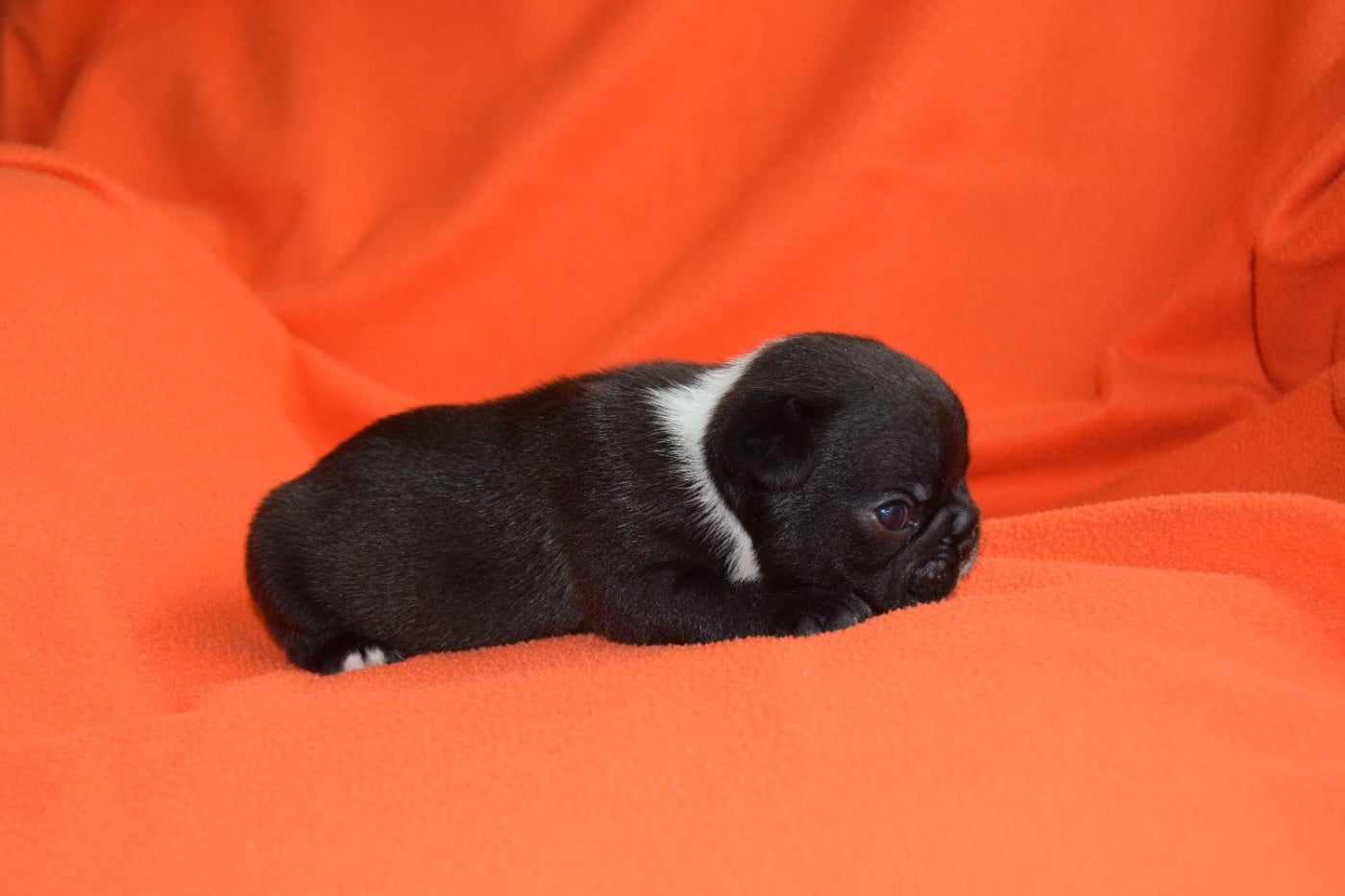 Bcbg Belle Carrure Belle Gueule - Chiots disponibles - Bouledogue français
