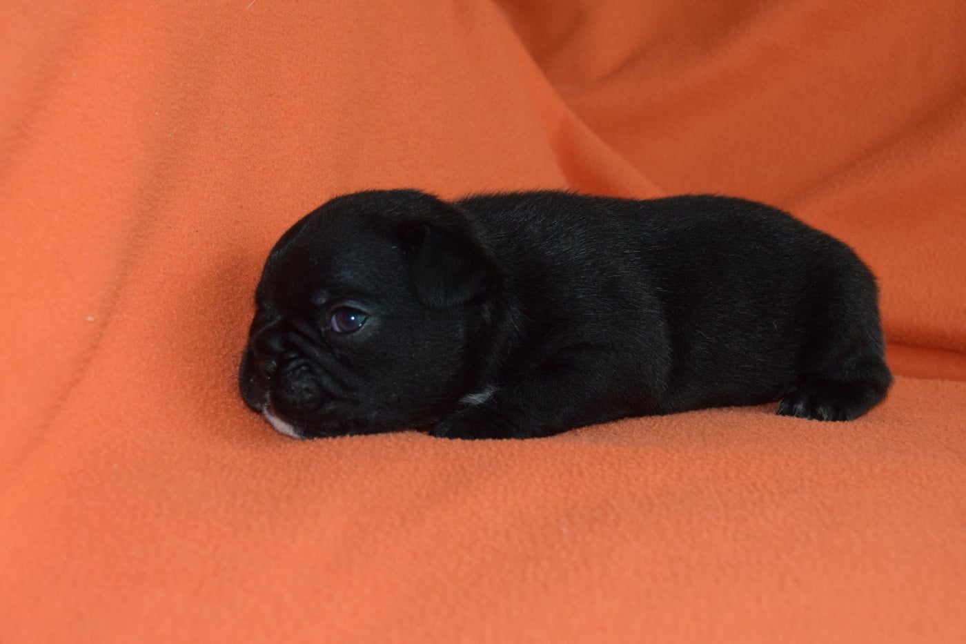 Bcbg Belle Carrure Belle Gueule - Chiots disponibles - Bouledogue français