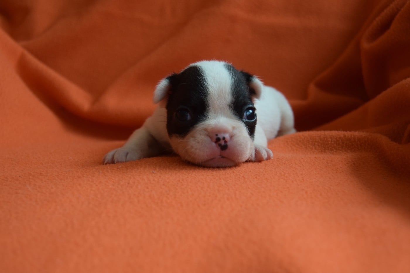 Bcbg Belle Carrure Belle Gueule - Chiots disponibles - Bouledogue français