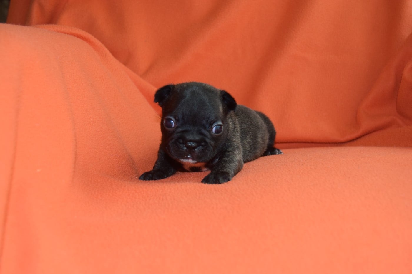 Bcbg Belle Carrure Belle Gueule - Chiots disponibles - Bouledogue français