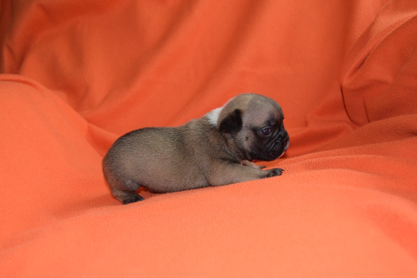 Bcbg Belle Carrure Belle Gueule - Chiots disponibles - Bouledogue français