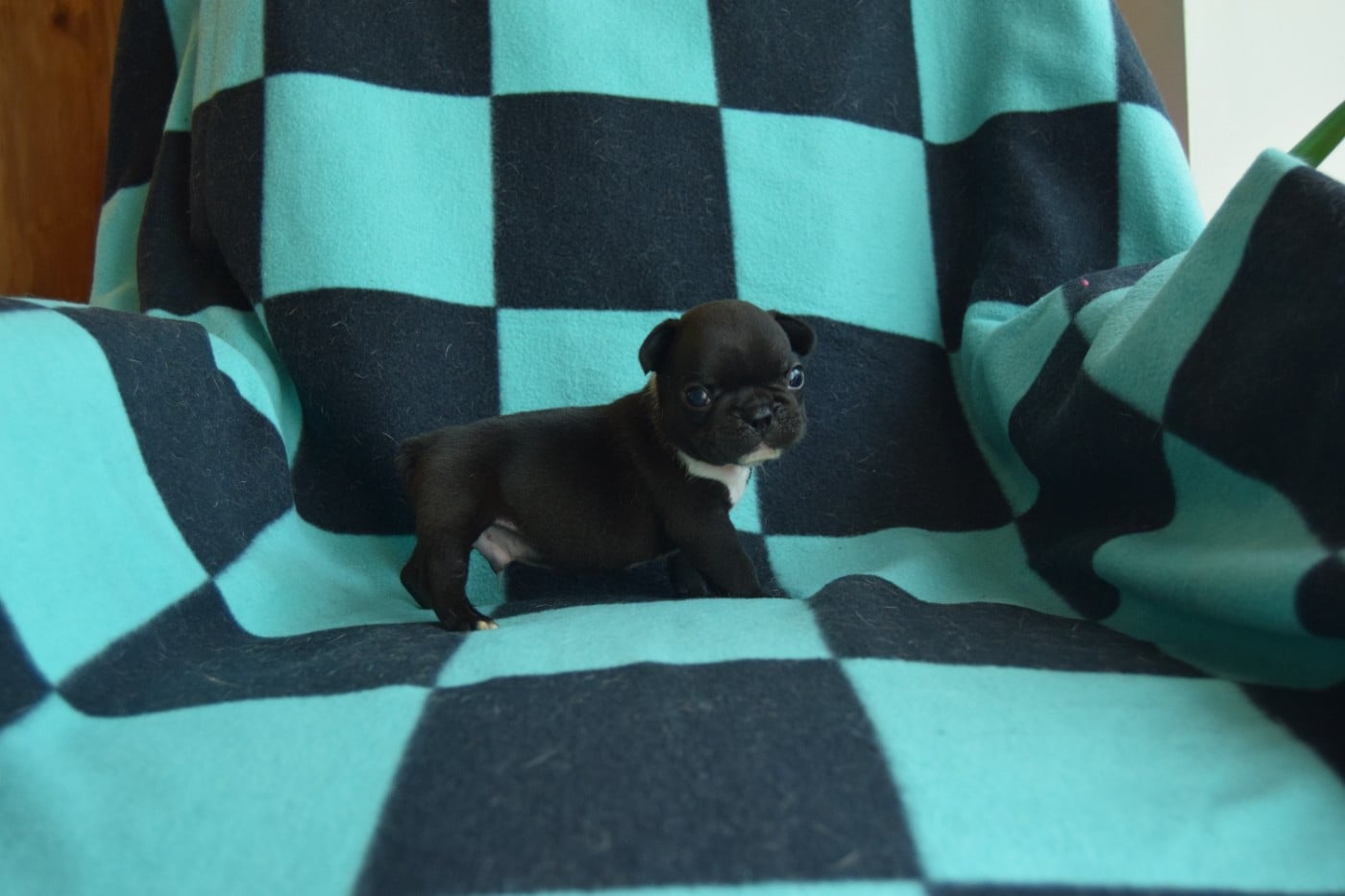 Bcbg Belle Carrure Belle Gueule - Chiots disponibles - Bouledogue français