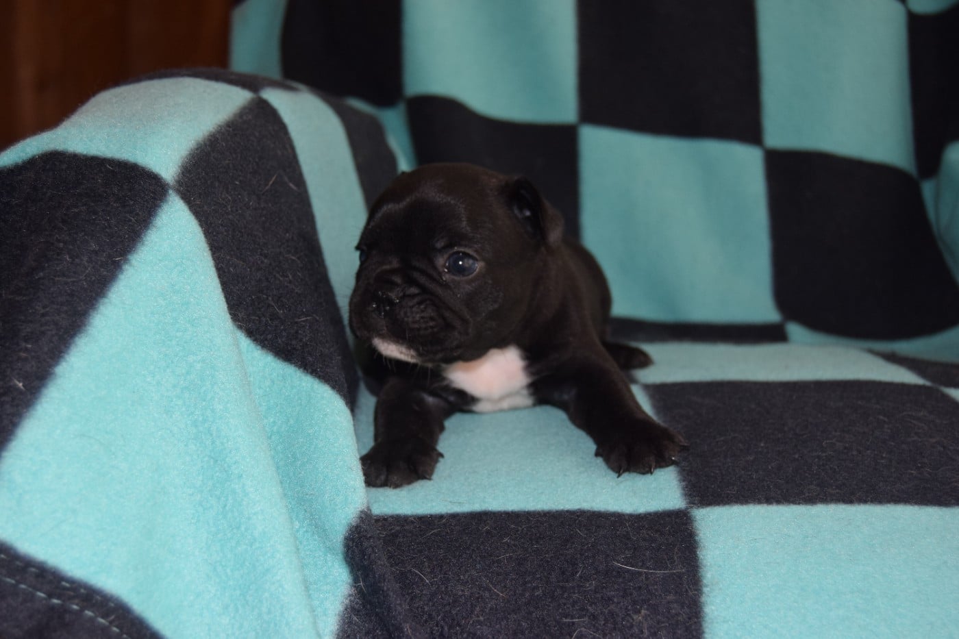 Bcbg Belle Carrure Belle Gueule - Chiots disponibles - Bouledogue français
