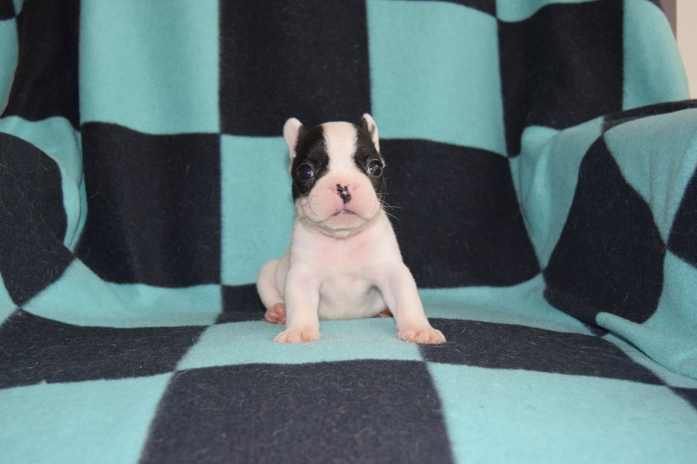 Bcbg Belle Carrure Belle Gueule - Chiots disponibles - Bouledogue français