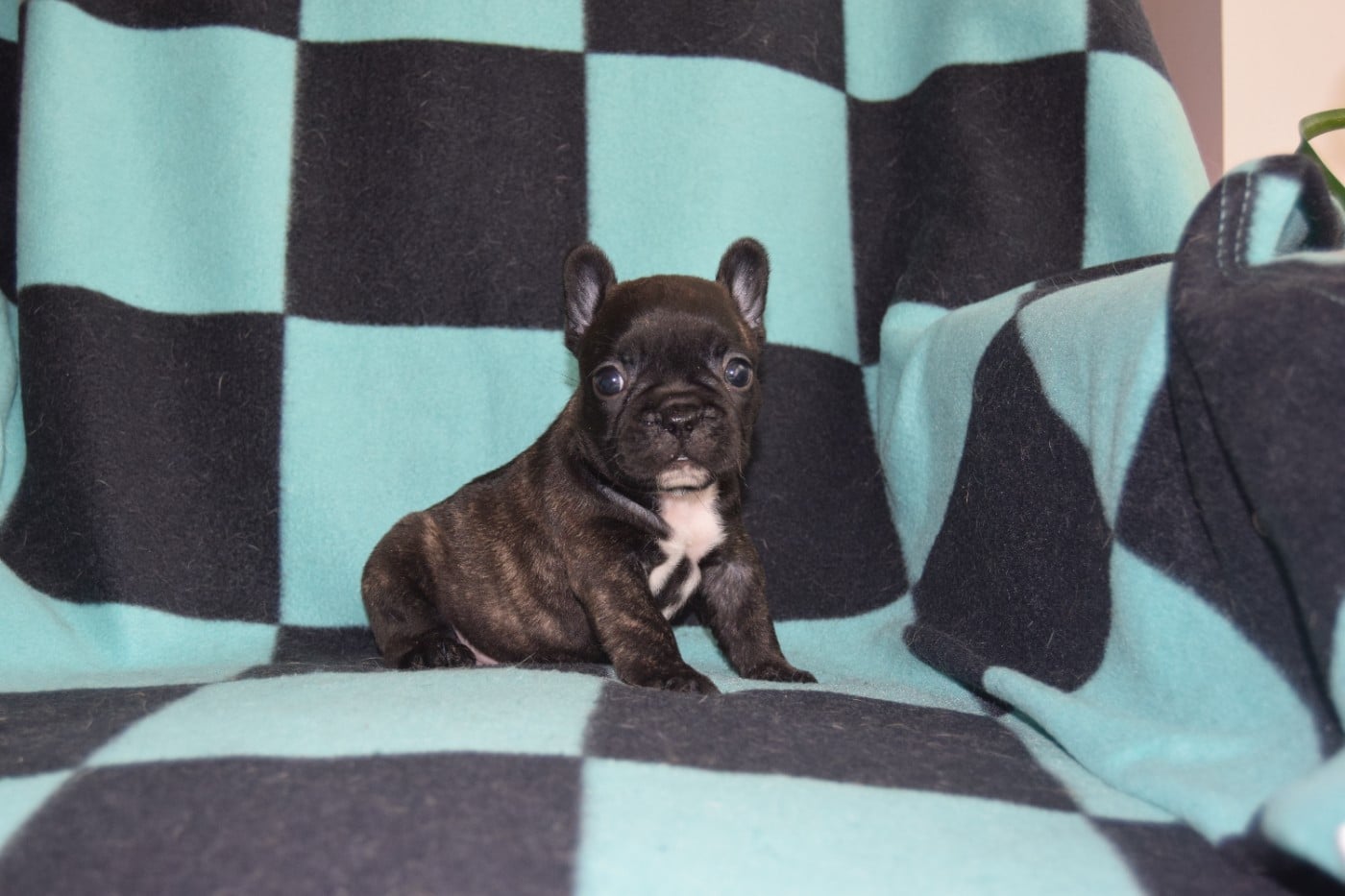 Bcbg Belle Carrure Belle Gueule - Chiots disponibles - Bouledogue français