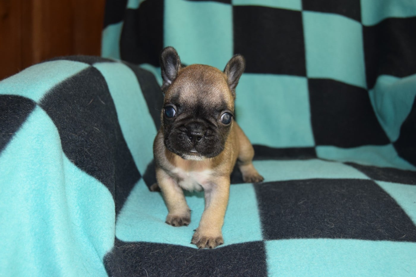 Bcbg Belle Carrure Belle Gueule - Chiots disponibles - Bouledogue français