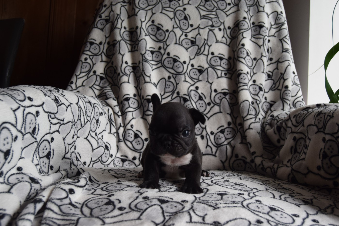 Bcbg Belle Carrure Belle Gueule - Chiots disponibles - Bouledogue français