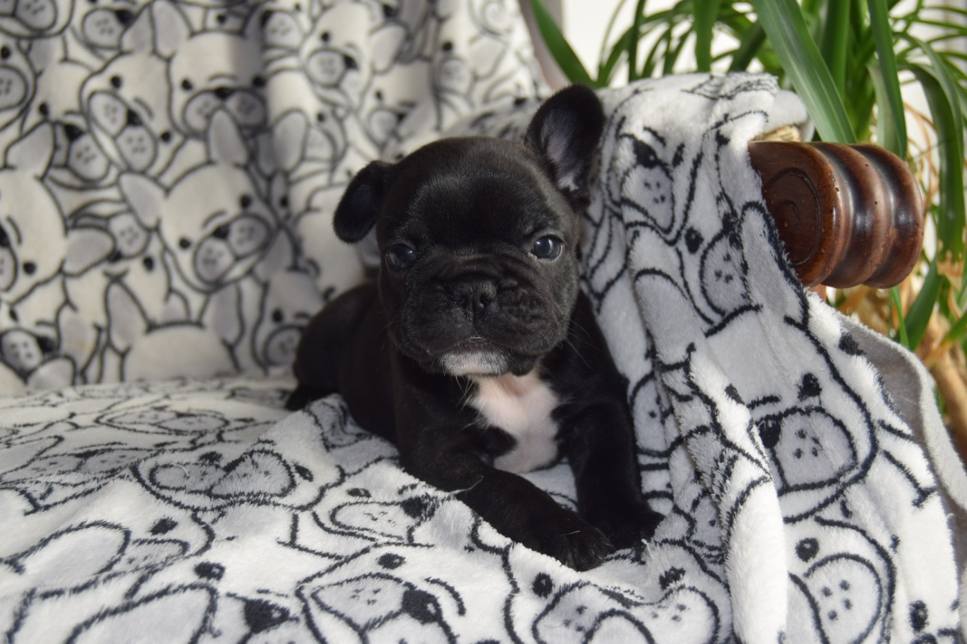 Bcbg Belle Carrure Belle Gueule - Chiots disponibles - Bouledogue français