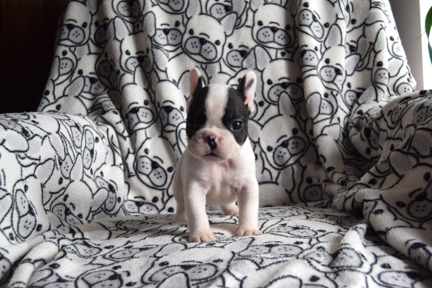 Bcbg Belle Carrure Belle Gueule - Chiots disponibles - Bouledogue français