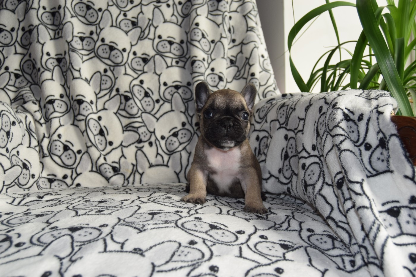 Bcbg Belle Carrure Belle Gueule - Chiots disponibles - Bouledogue français