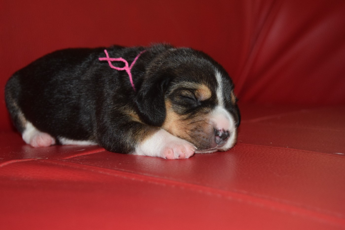 Chiot Beagle Bcbg Belle Carrure Belle Gueule