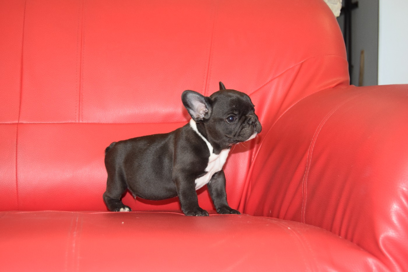 Bcbg Belle Carrure Belle Gueule - Chiots disponibles - Bouledogue français