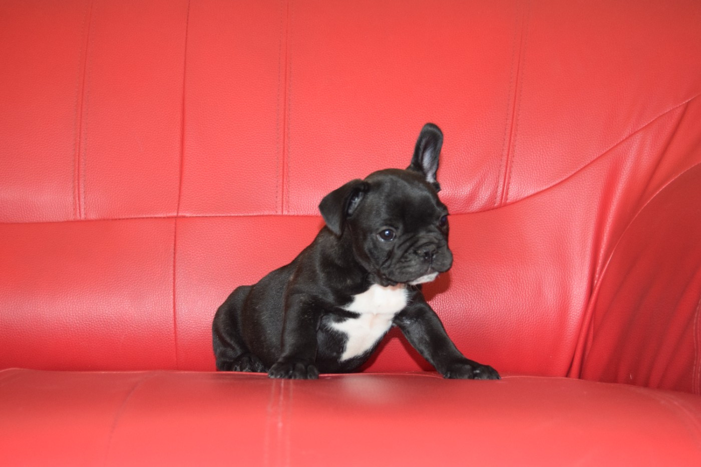 Bcbg Belle Carrure Belle Gueule - Chiots disponibles - Bouledogue français