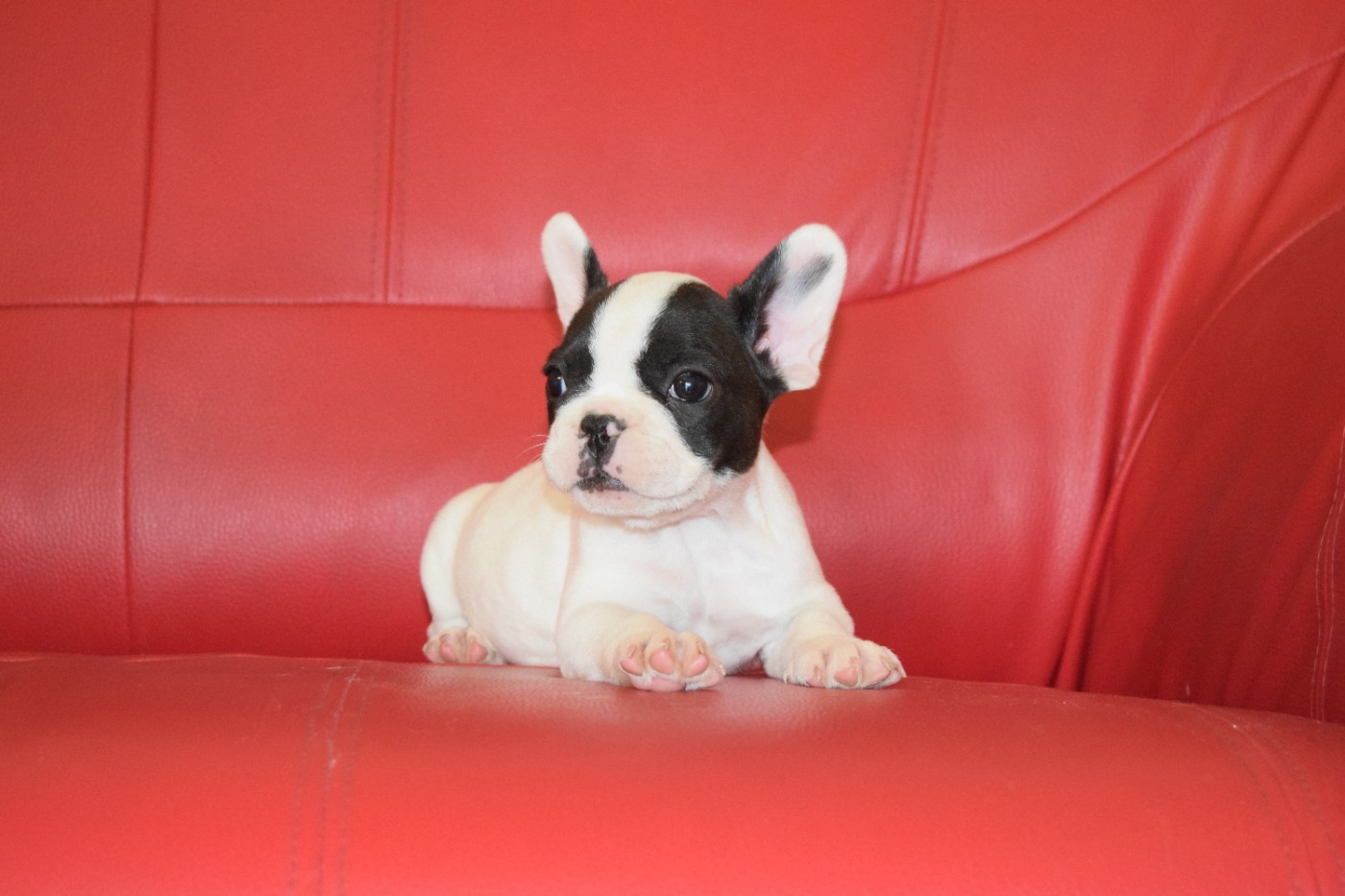 Bcbg Belle Carrure Belle Gueule - Chiots disponibles - Bouledogue français