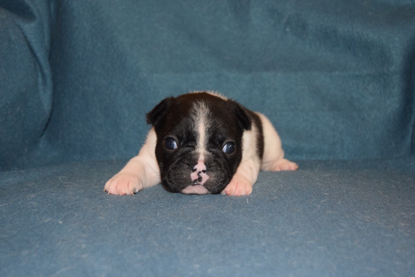 Bcbg Belle Carrure Belle Gueule - Chiots disponibles - Bouledogue français
