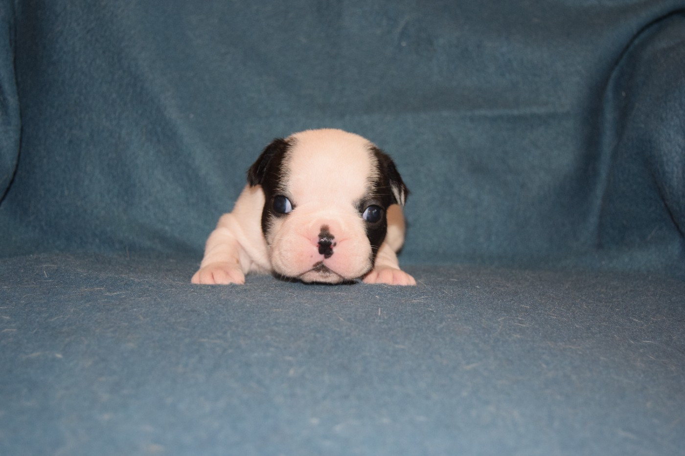 Bcbg Belle Carrure Belle Gueule - Chiots disponibles - Bouledogue français