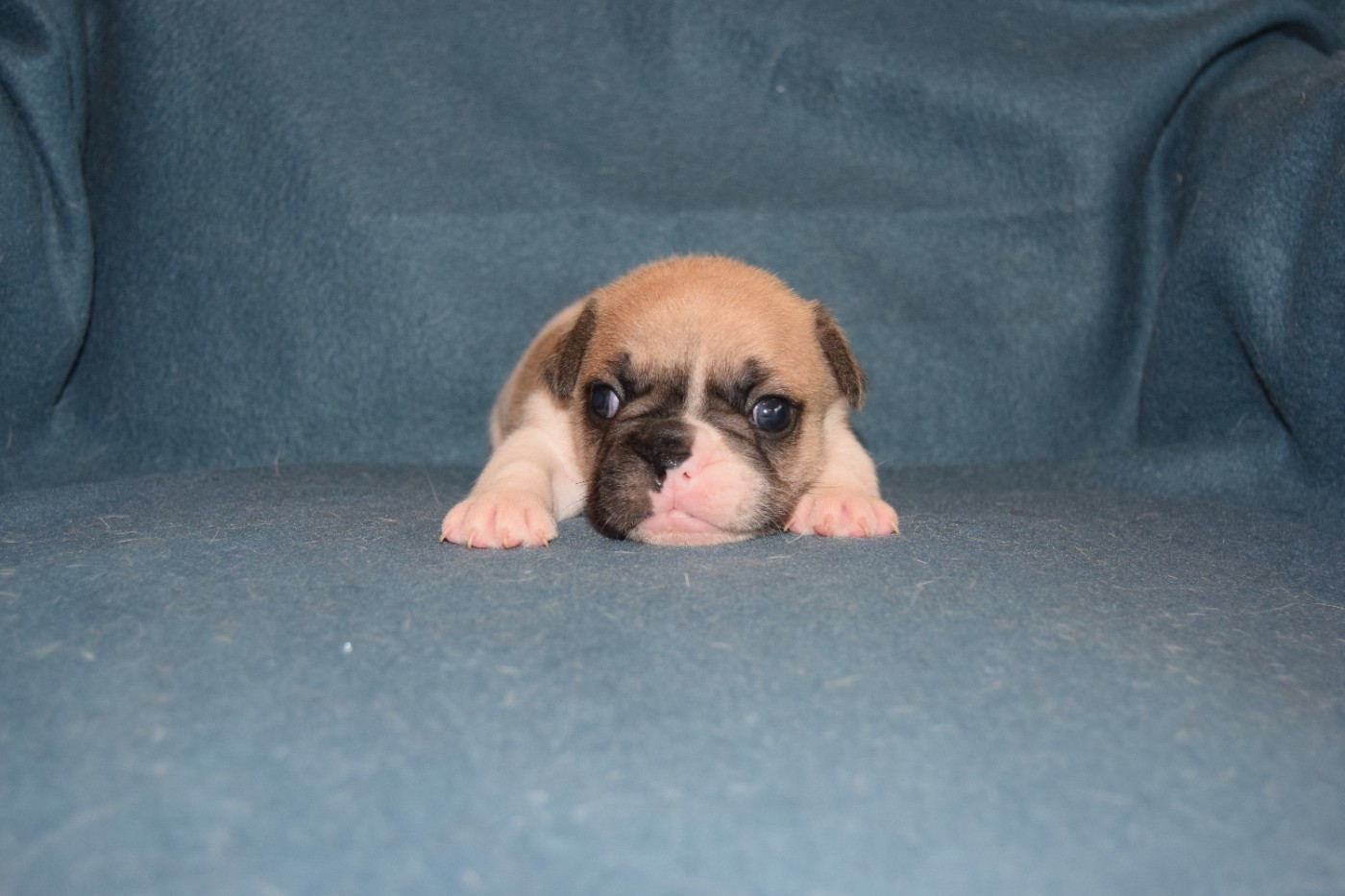 Bcbg Belle Carrure Belle Gueule - Chiots disponibles - Bouledogue français
