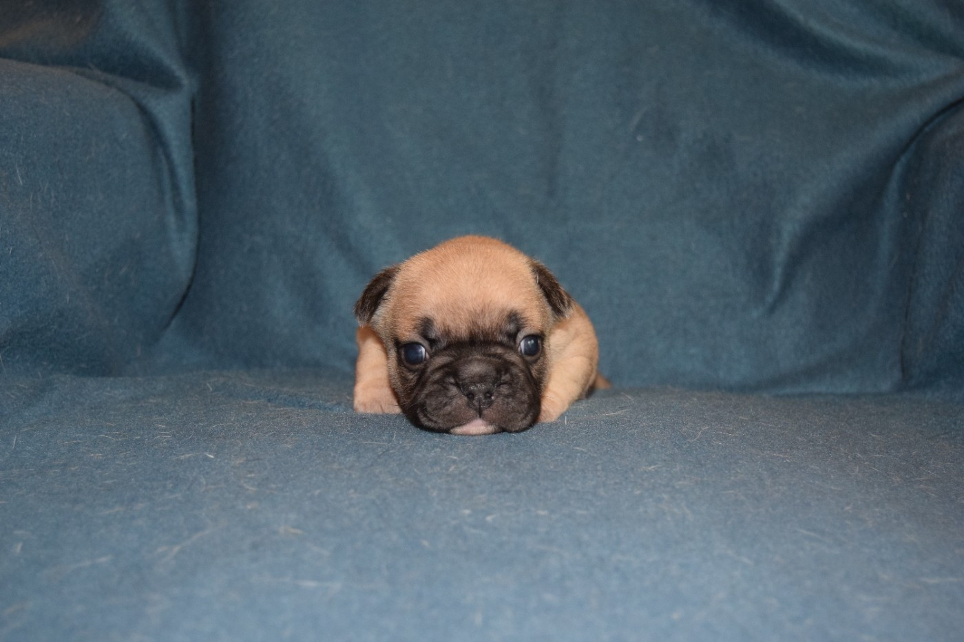 Bcbg Belle Carrure Belle Gueule - Chiots disponibles - Bouledogue français