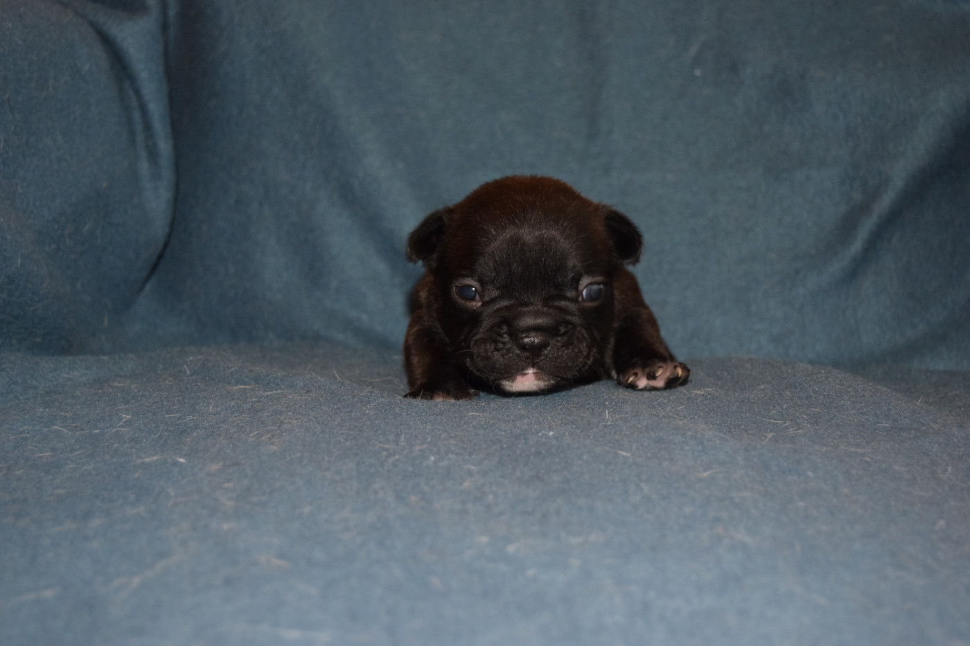 Bcbg Belle Carrure Belle Gueule - Chiots disponibles - Bouledogue français