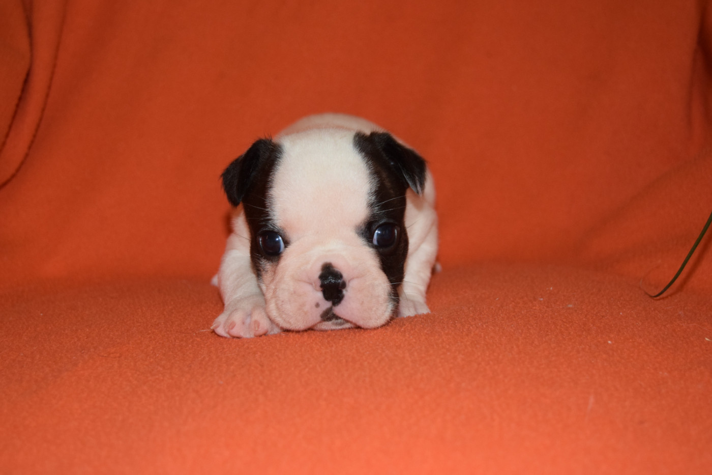 Bcbg Belle Carrure Belle Gueule - Chiots disponibles - Bouledogue français