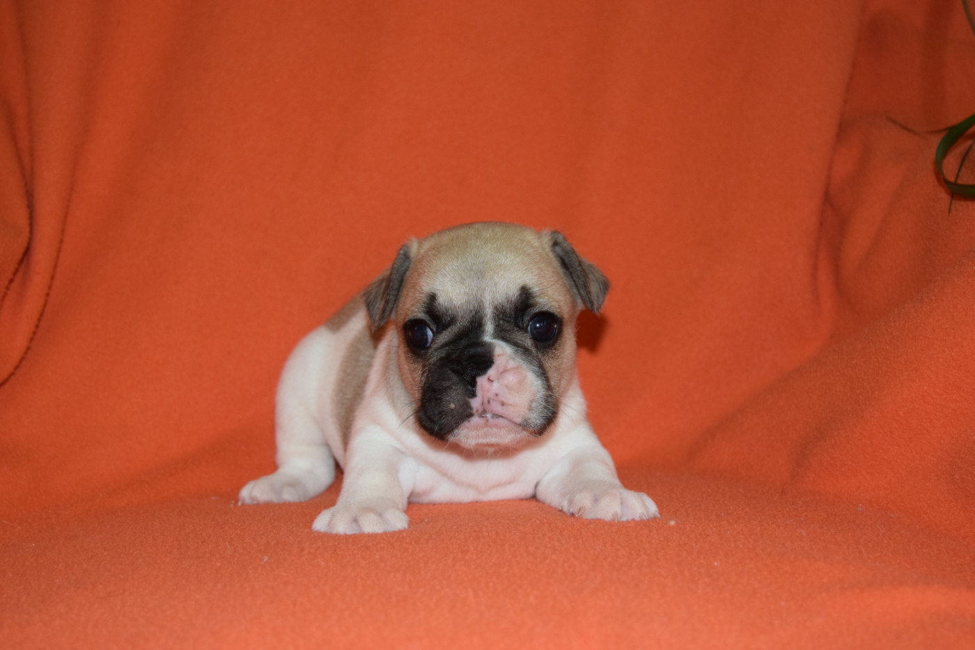 Bcbg Belle Carrure Belle Gueule - Chiots disponibles - Bouledogue français