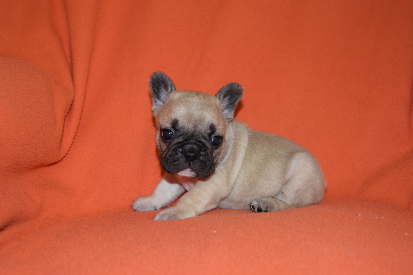 Bcbg Belle Carrure Belle Gueule - Chiots disponibles - Bouledogue français