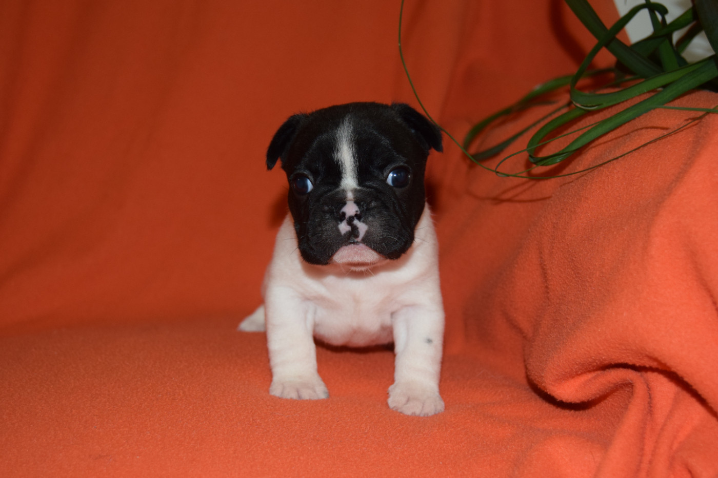 Bcbg Belle Carrure Belle Gueule - Bouledogue français - Portée née le 02/09/2026