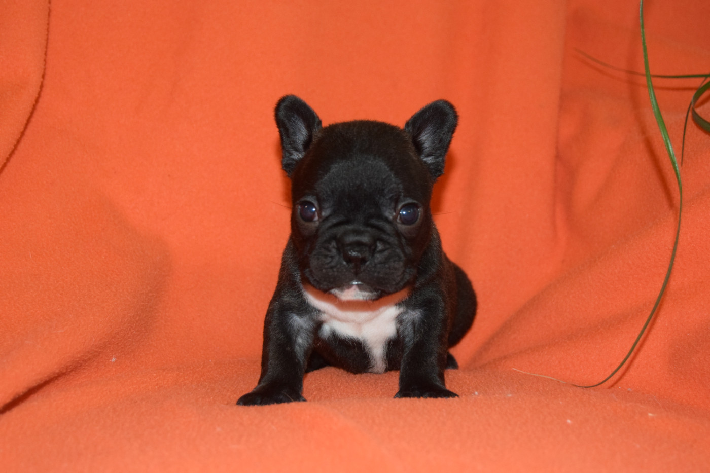 Bcbg Belle Carrure Belle Gueule - Chiots disponibles - Bouledogue français