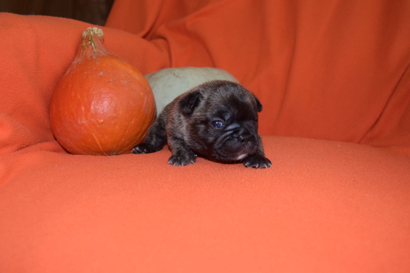 Bcbg Belle Carrure Belle Gueule - Chiots disponibles - Bouledogue français