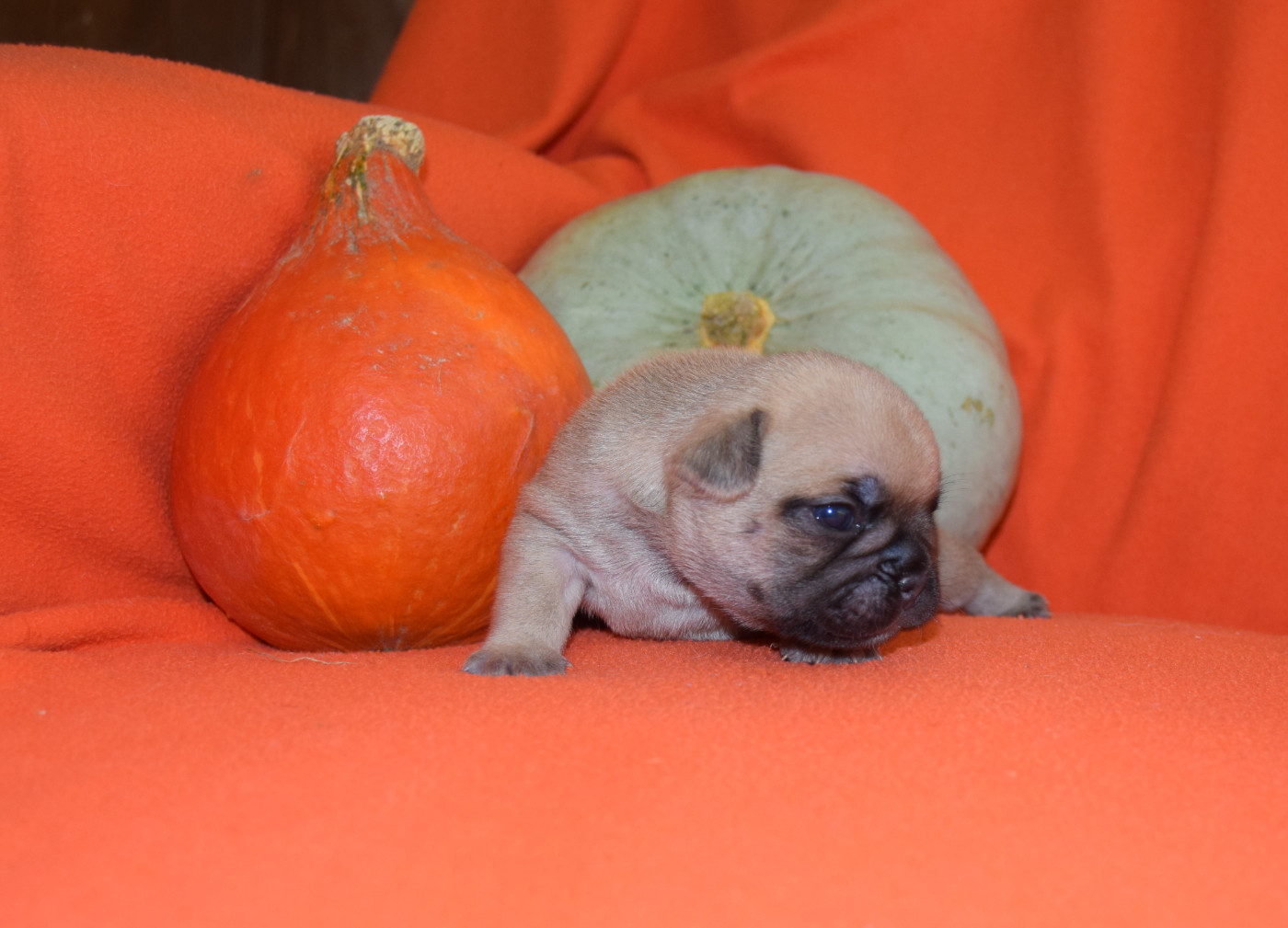 Bcbg Belle Carrure Belle Gueule - Chiots disponibles - Bouledogue français