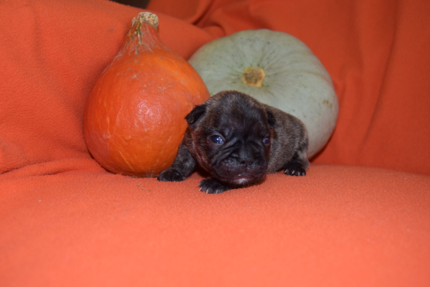 Bcbg Belle Carrure Belle Gueule - Chiots disponibles - Bouledogue français