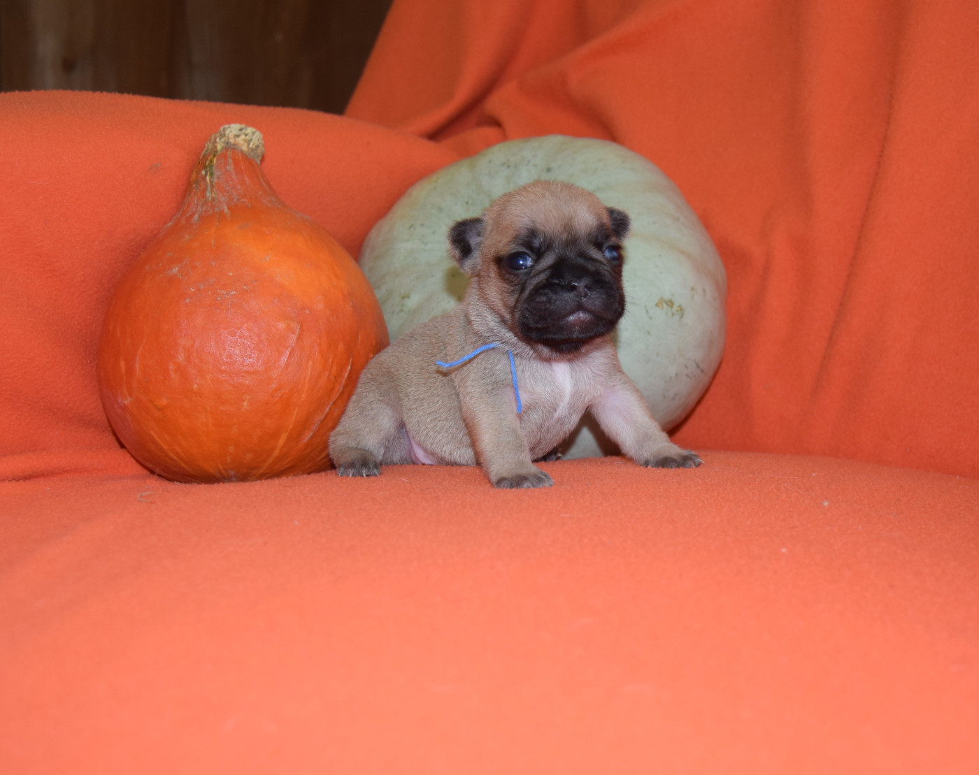 Bcbg Belle Carrure Belle Gueule - Chiots disponibles - Bouledogue français