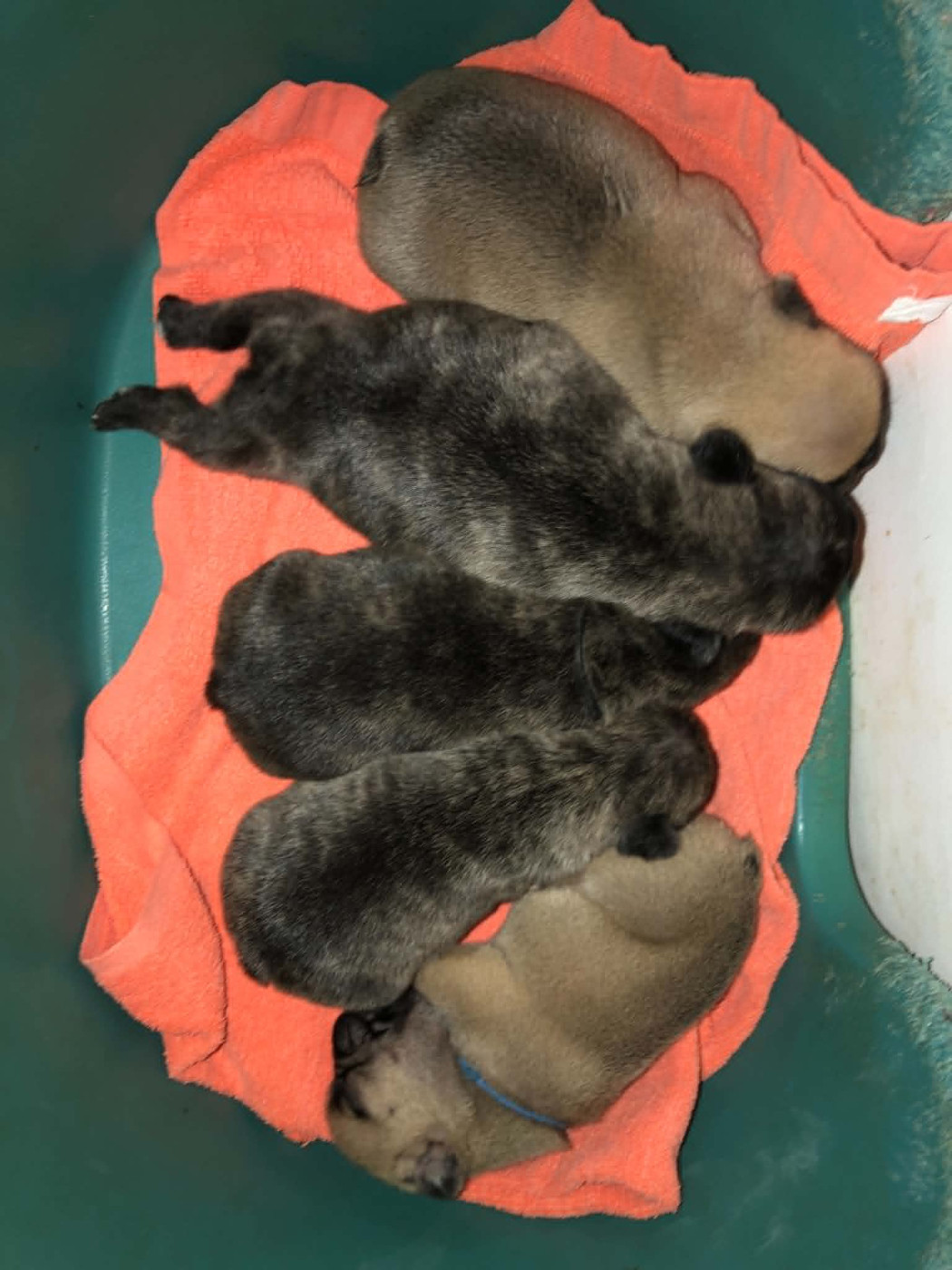 Chiot Bouledogue français Bcbg Belle Carrure Belle Gueule