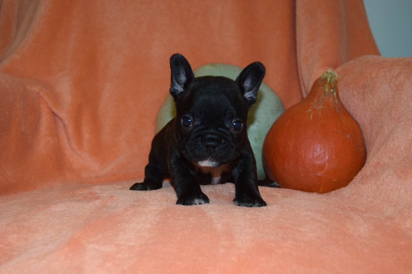 Bcbg Belle Carrure Belle Gueule - Chiots disponibles - Bouledogue français