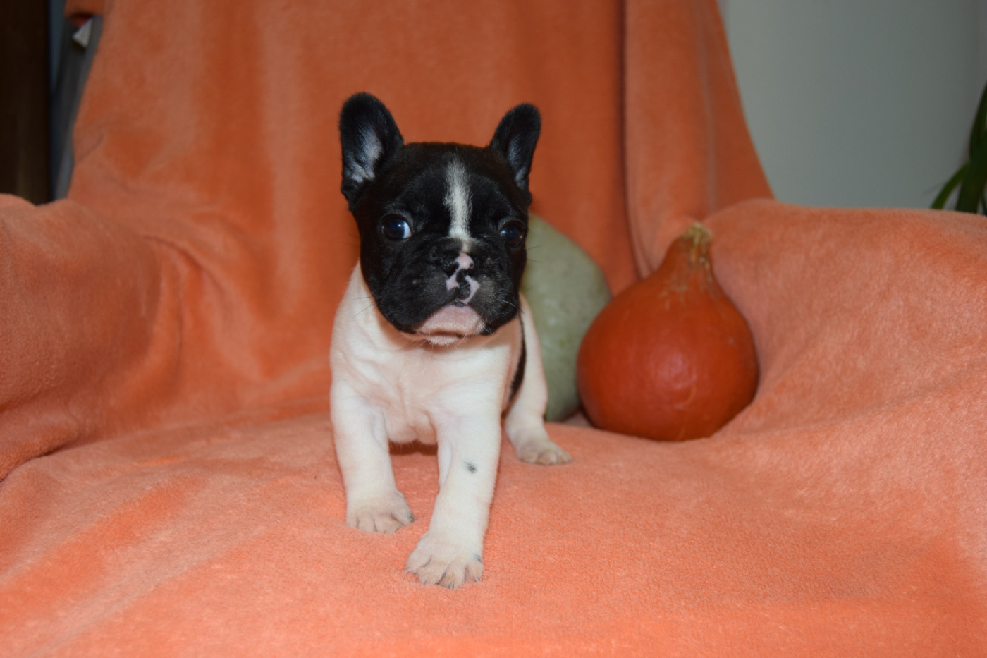 Bcbg Belle Carrure Belle Gueule - Chiots disponibles - Bouledogue français