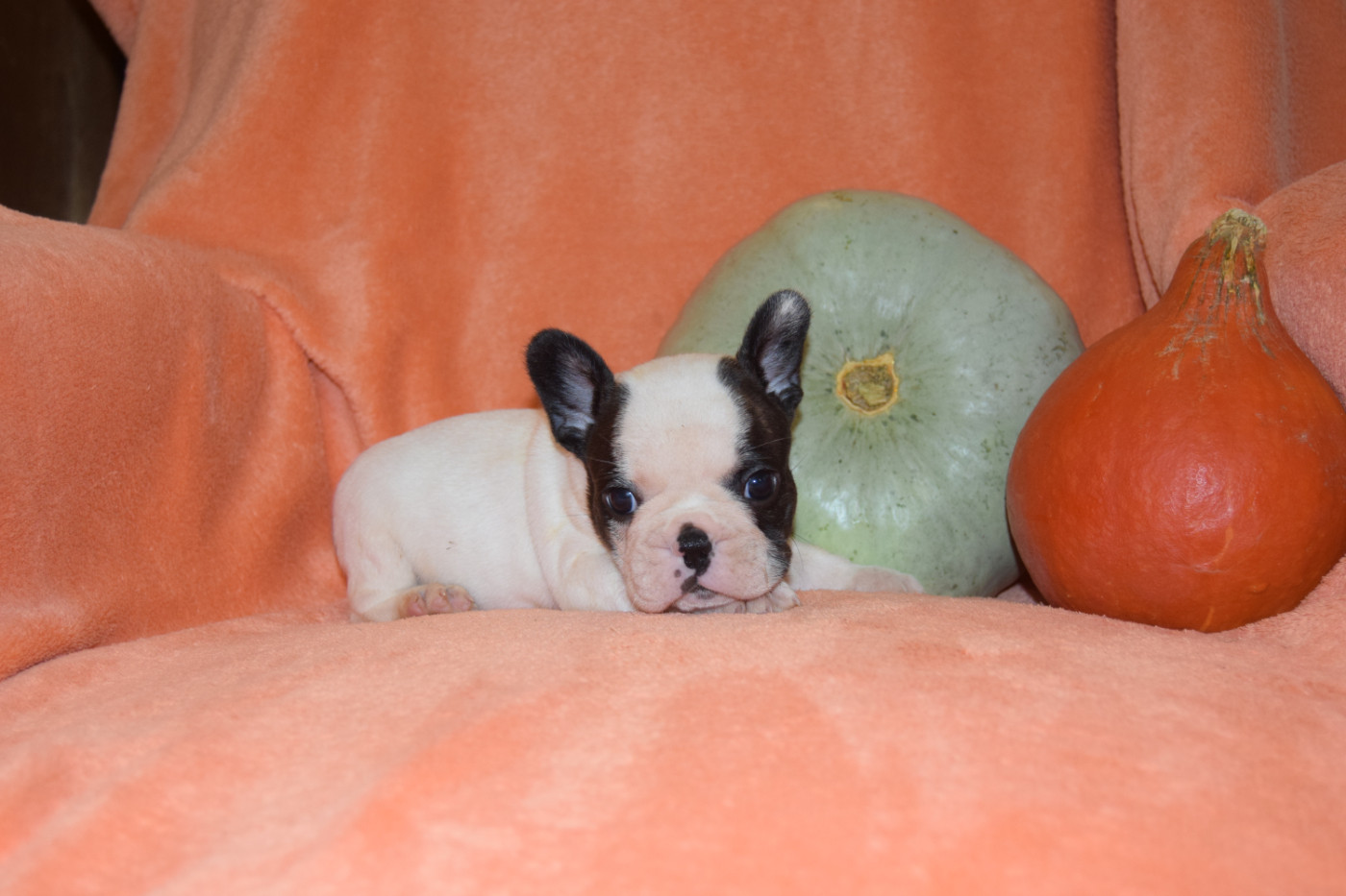 Bcbg Belle Carrure Belle Gueule - Chiots disponibles - Bouledogue français