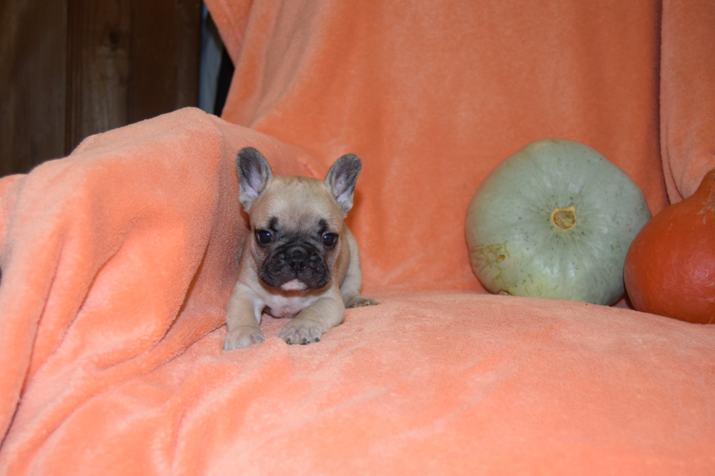 Bcbg Belle Carrure Belle Gueule - Chiots disponibles - Bouledogue français