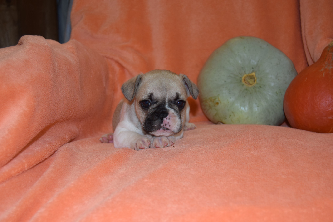 Bcbg Belle Carrure Belle Gueule - Chiots disponibles - Bouledogue français