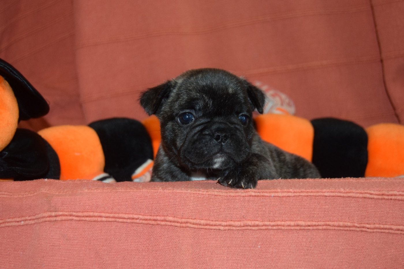 Bcbg Belle Carrure Belle Gueule - Chiots disponibles - Bouledogue français
