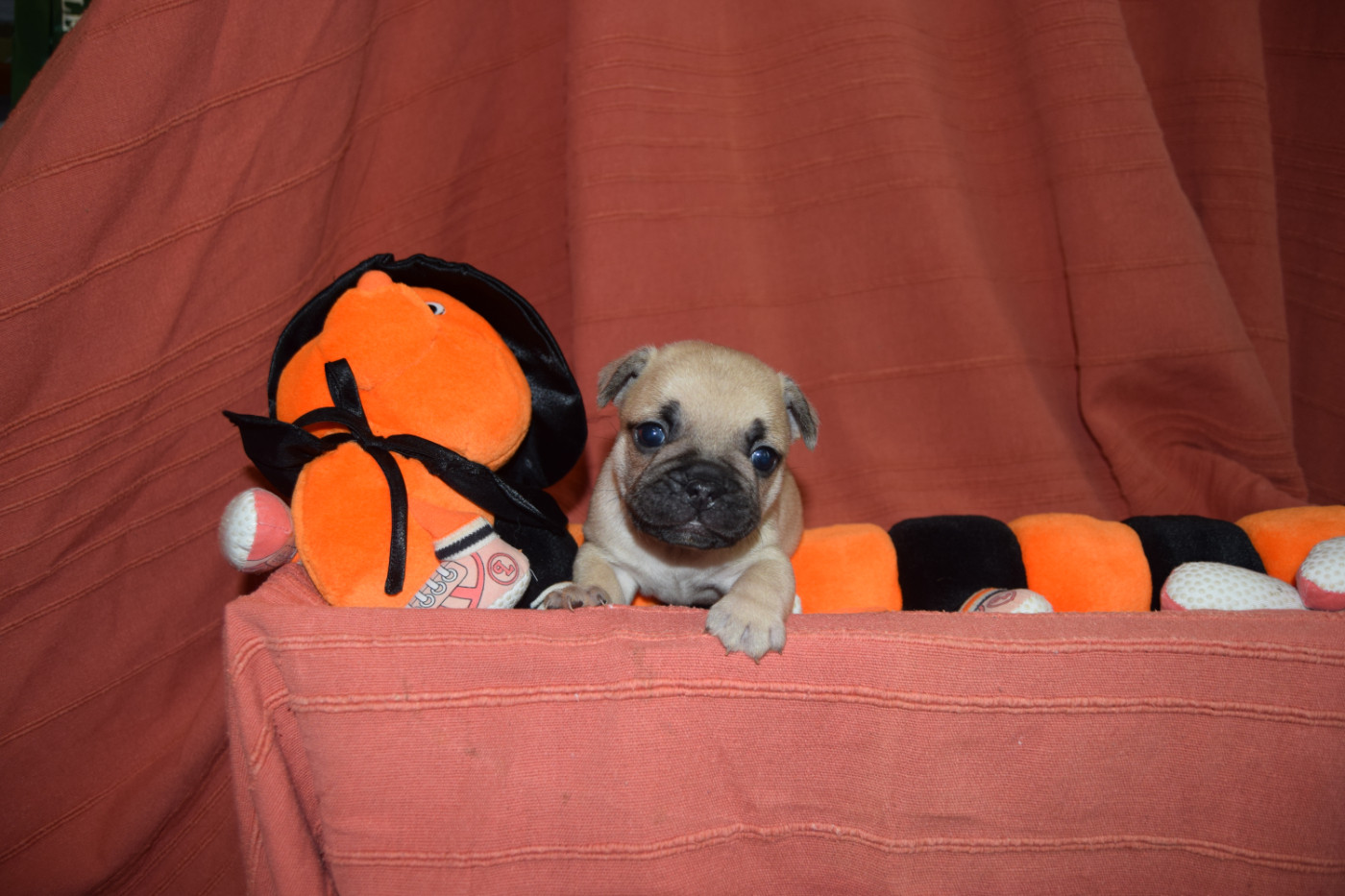Bcbg Belle Carrure Belle Gueule - Chiots disponibles - Bouledogue français