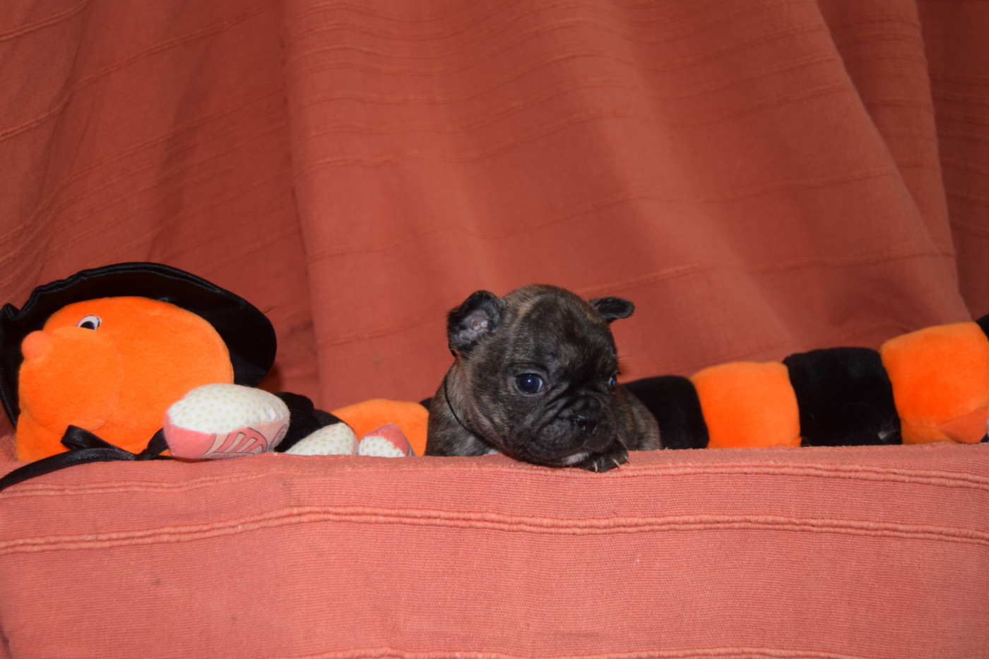 Bcbg Belle Carrure Belle Gueule - Chiots disponibles - Bouledogue français
