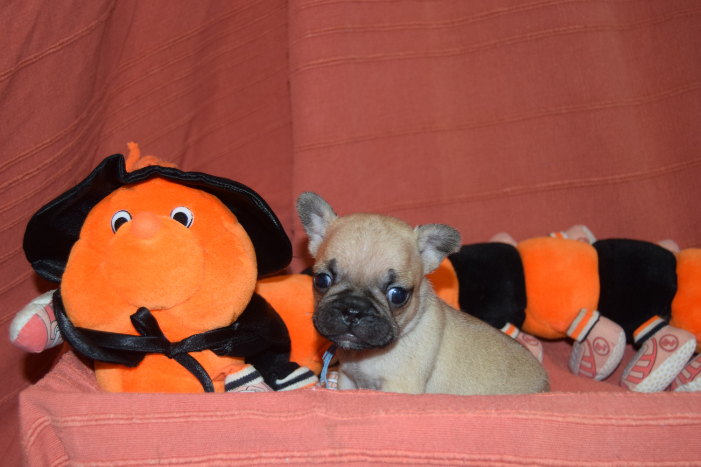 Bcbg Belle Carrure Belle Gueule - Chiots disponibles - Bouledogue français