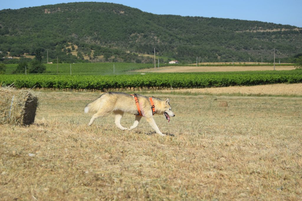Bcbg Belle Carrure Belle Gueule - Chiots disponibles - Siberian Husky