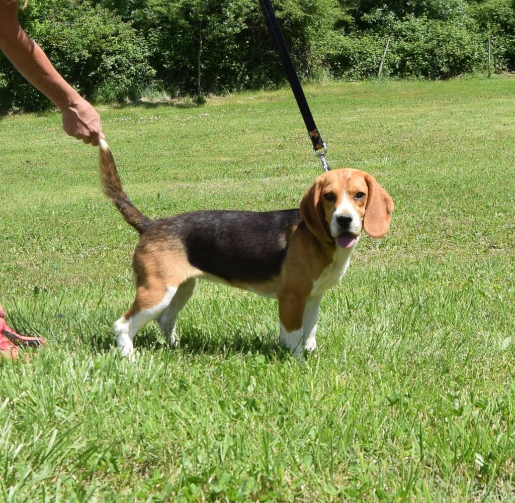 Bcbg Belle Carrure Belle Gueule - Chiots disponibles - Beagle