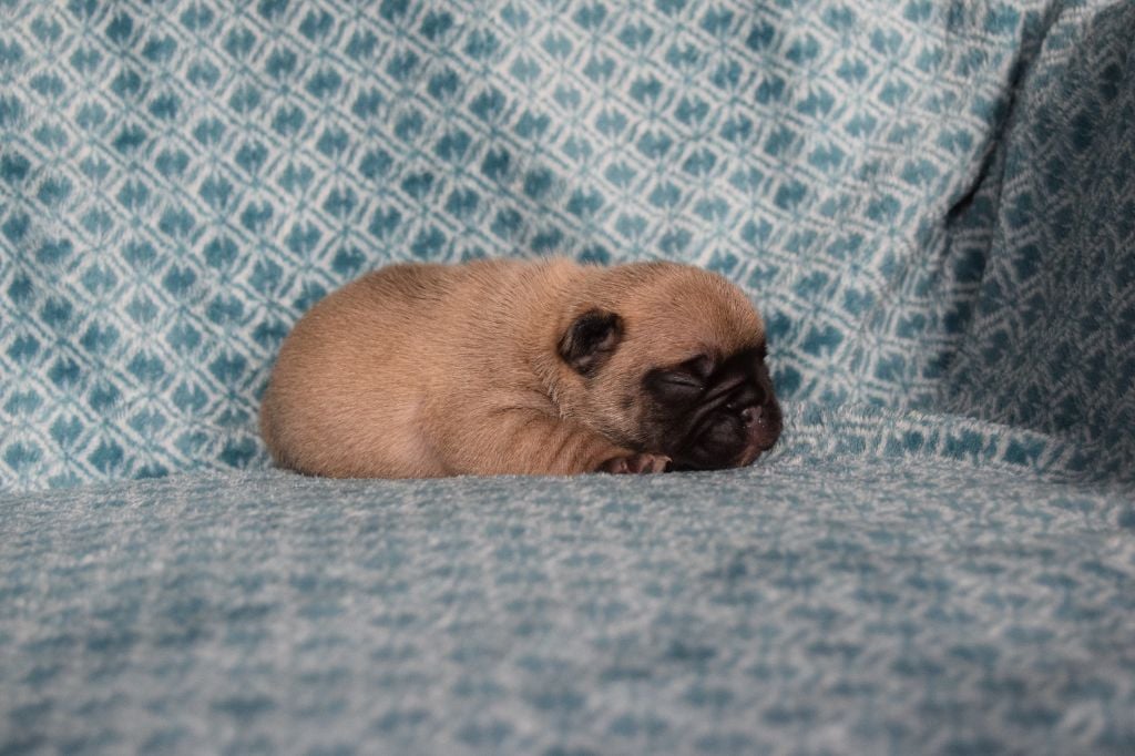 Bcbg Belle Carrure Belle Gueule - Chiots disponibles - Bouledogue français