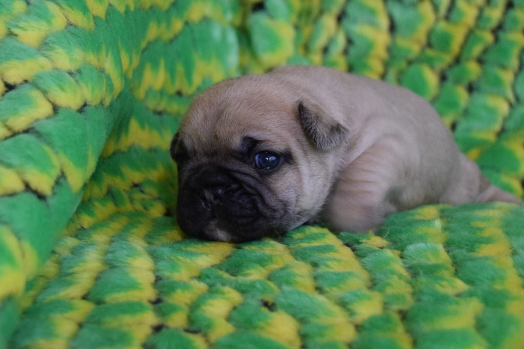 Bcbg Belle Carrure Belle Gueule - Chiots disponibles - Bouledogue français