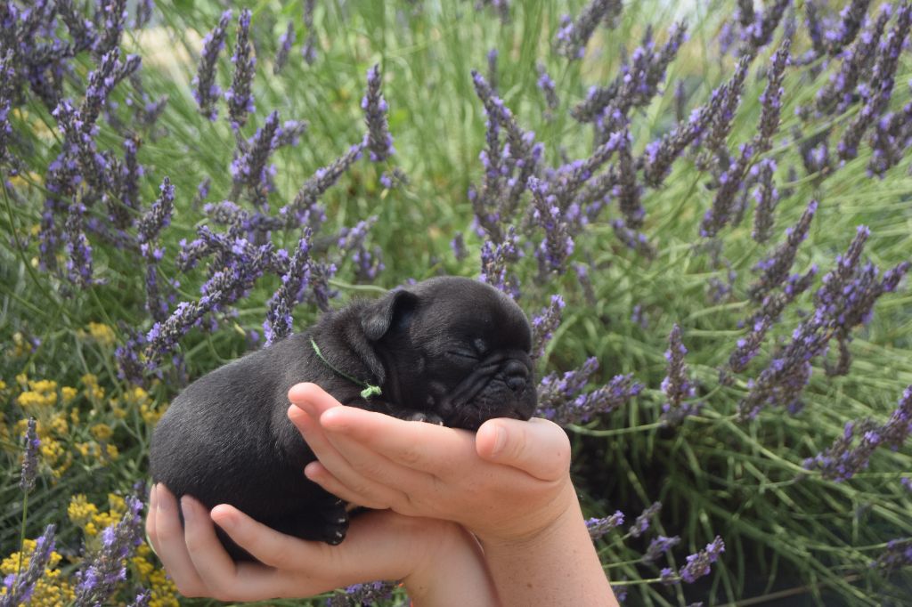 Bcbg Belle Carrure Belle Gueule - Chiots disponibles - Bouledogue français