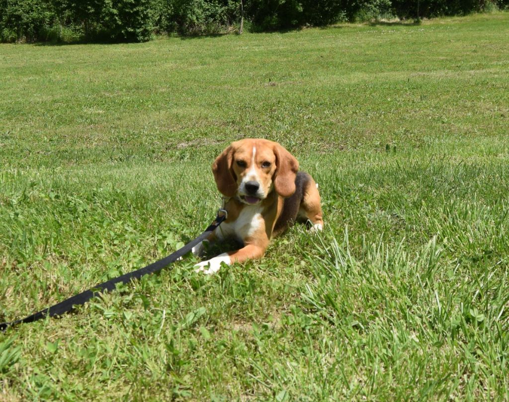 Bcbg Belle Carrure Belle Gueule - Chiots disponibles - Beagle